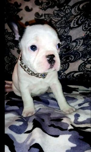 Bulldog francés cachorros