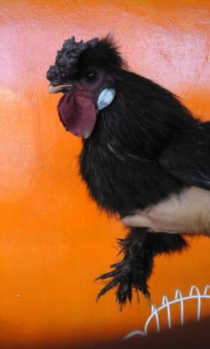 Gallinas sedosas del japon - pollo negro