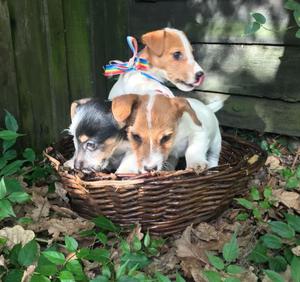 Jack Russell Terrier cachorros