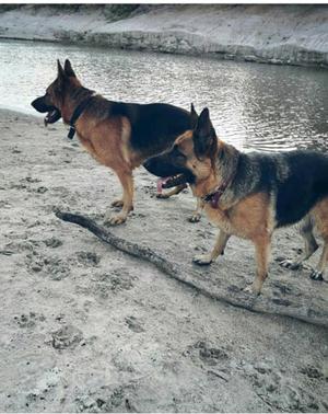 VENDO CACHORROS OVEJERO ALEMAN