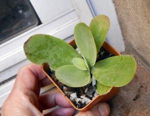 kalanchoe luciae maceta 6