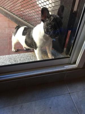 Bulldog francés cachorrito