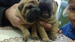 Cachorros Shar Pei