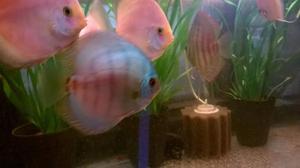 Discus Red White X Royal Blue 8 / 10cm