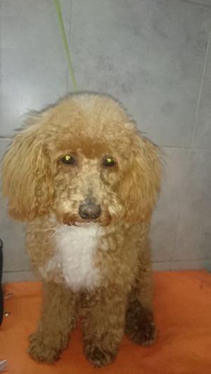 VENDO CANICHE ROJO