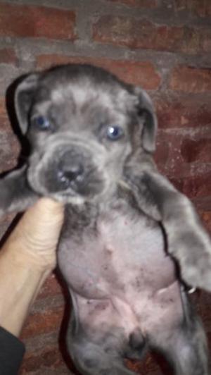 cane corso griz henbras com pedrigue