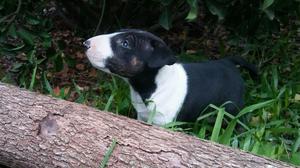 CACHORRO BULL TERRIER