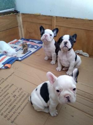 Cachorros bulldog frances