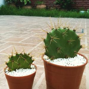 Cactus y plantitas