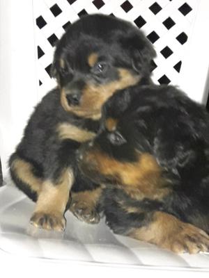 Rottweiler linea europea