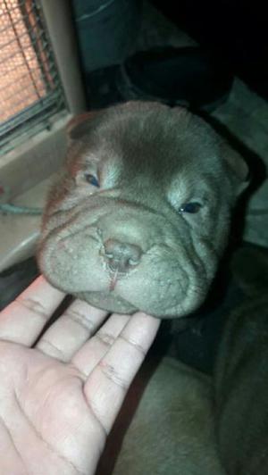 Sharpei chinos me queda el marroncito