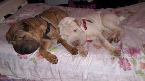 Vendo cachorros sharpei