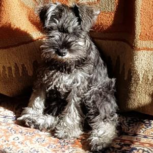 Cachorro Schnauzer miniatura Macho