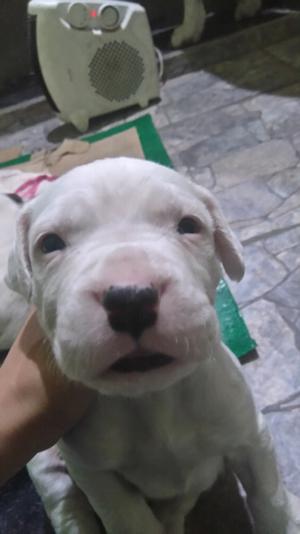 Cachorros Dogo Argentino