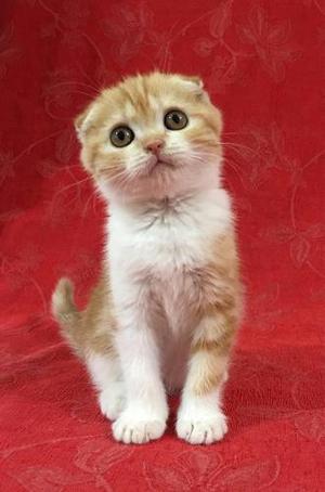 Scottish Fold,hembra,color Red Classic Tabby & White !!!