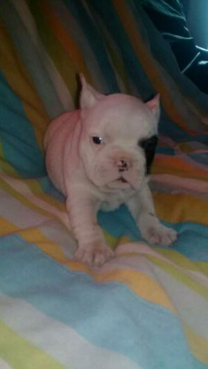 Vendo hermosoas cachorros bulldog frances