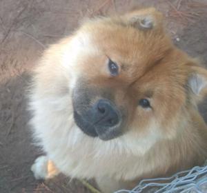 CHOW CHOW HEMBRAS
