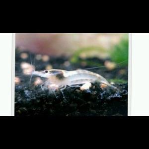 Camarón de cristal o fantasma (neocaridina) para acuarios