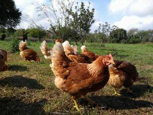 Regalo Gallinas camperas