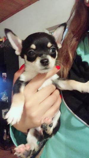 Vendo hermoso cachorros chihuahua