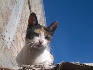 gatita tricolor. busca un hogar