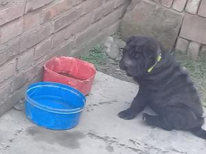 Última cachorra shar pei 45 dias c carnet sanitario