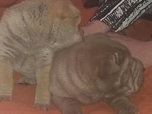 vendo cachorros de shar pei