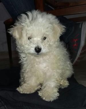 BICHON FRISE Vendo