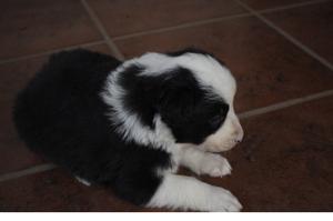 Border Collie Cachorros