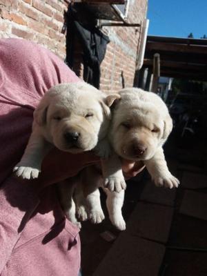 Cachorritos labrador dorado listos para entregar