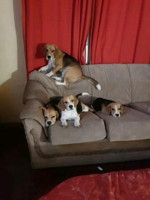 Cachorros beagle nacidos 29-6
