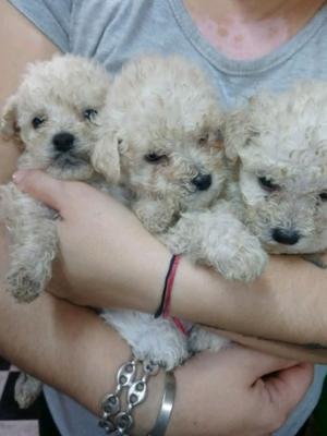 Caniches toy cachorros