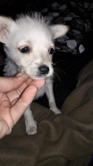 Chihuahua cruza con yorky henbra 2m