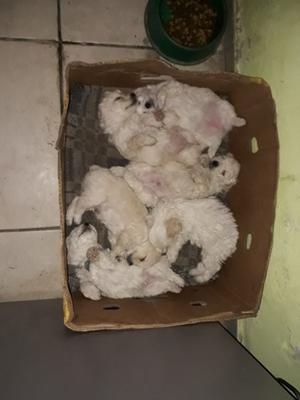 Vendo Cachorros Caniche