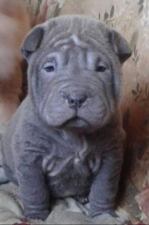 shar pei hembras y machos