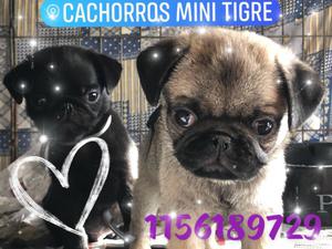 Cachorros Pug Carlino