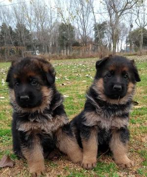 Cachorros ovejeros con pedigree