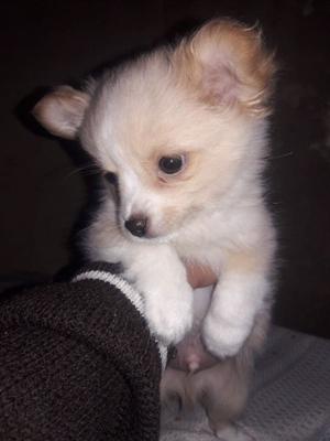Chihuahua, machito pelo largo, precioso!!!
