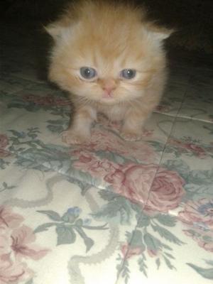 Gato persa hembra