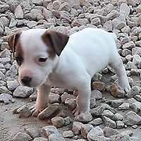 Jack Rusell Terrier cachorro 2 meses