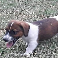 Jack Rusell Terrier cachorro 7 meses