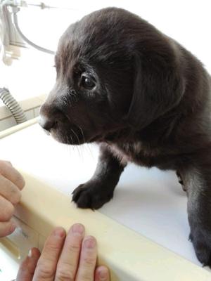 Labradora Retriever hembra