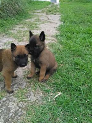 Ovejero Belga Malinois,envio a todo el pais