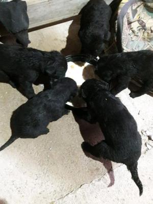 REGALO 5 PERRITOS!