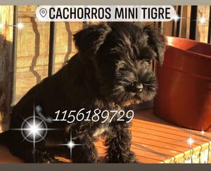 Schnauzer mini negra Hembra