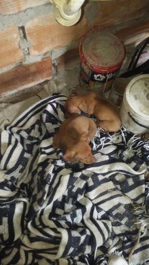 Vendo cachorra salchycha mini