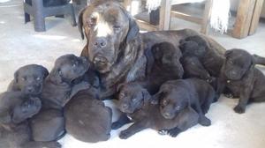 Vendo cane corso