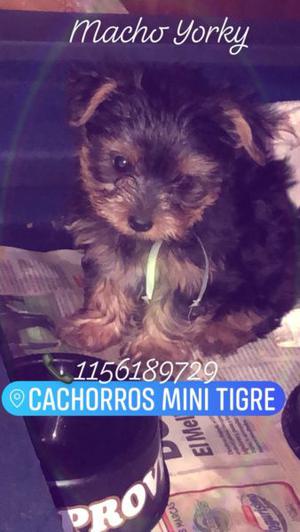 Yorkies cachorros yorkshire terrier varios