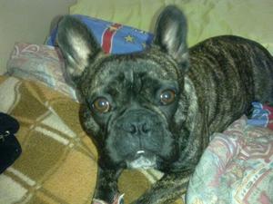 Bulldog francés macho, atigrado, con pedigree necesita