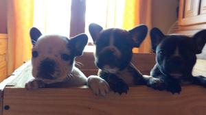 CACHORROS BULLDOG FRANCES